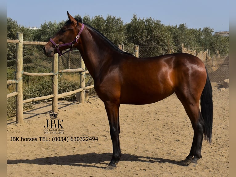 Andalou Jument 2 Ans 164 cm Bai in Tabernas Almeria