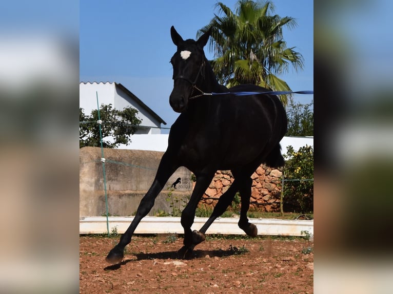 Andalou Jument 2 Ans 165 cm Noir in Menorca