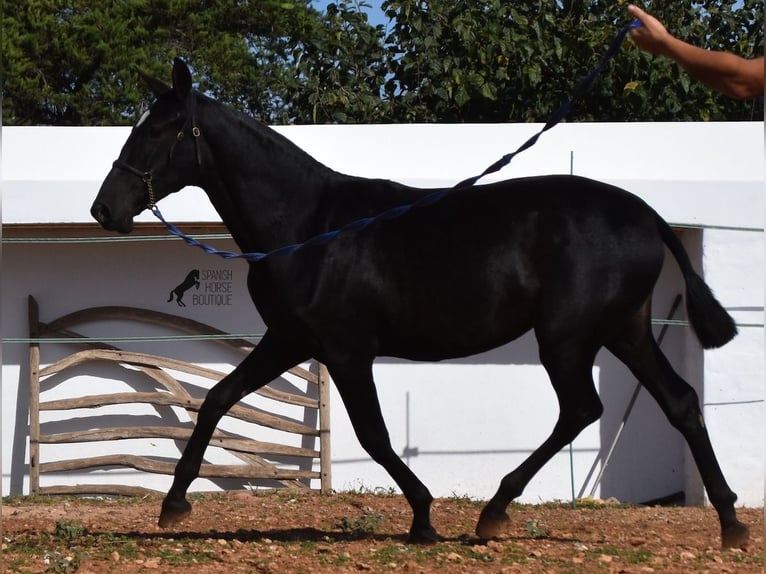 Andalou Jument 2 Ans 165 cm Noir in Menorca