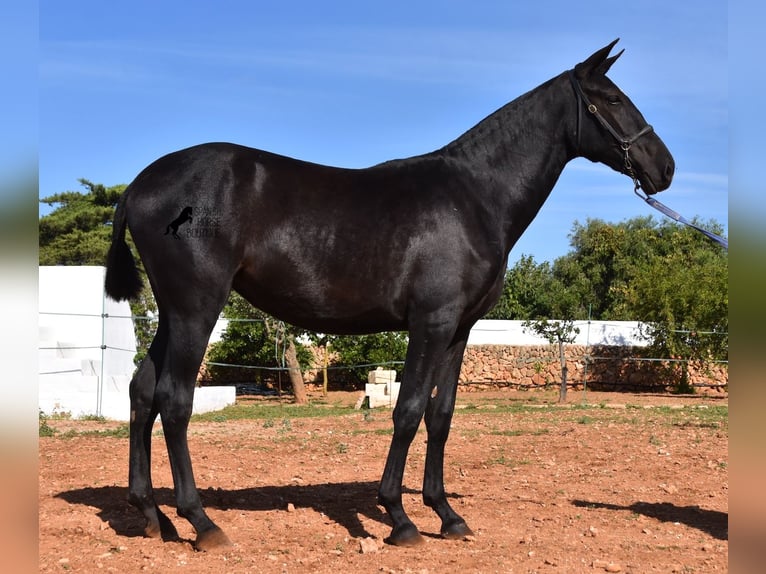 Andalou Jument 2 Ans 165 cm Noir in Menorca