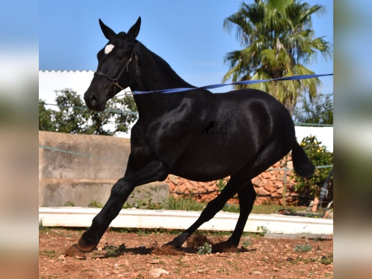 Andalou Jument 2 Ans 165 cm Noir in Menorca