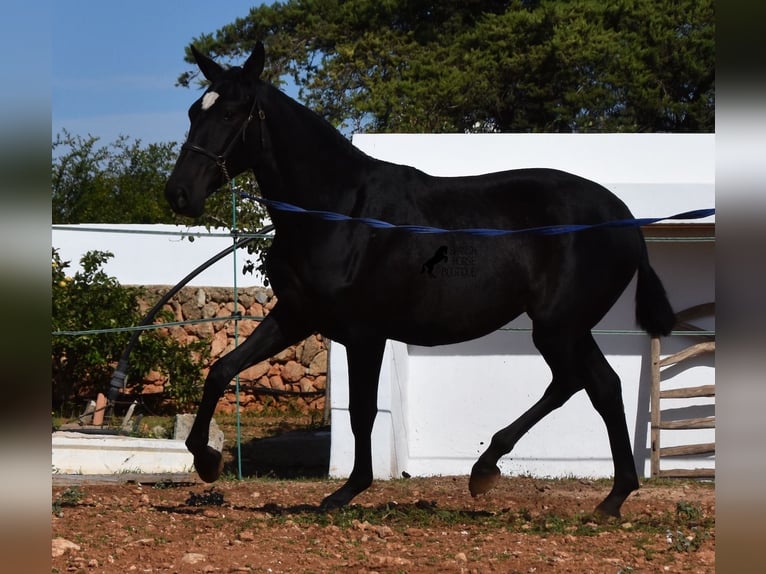 Andalou Jument 2 Ans 165 cm Noir in Menorca