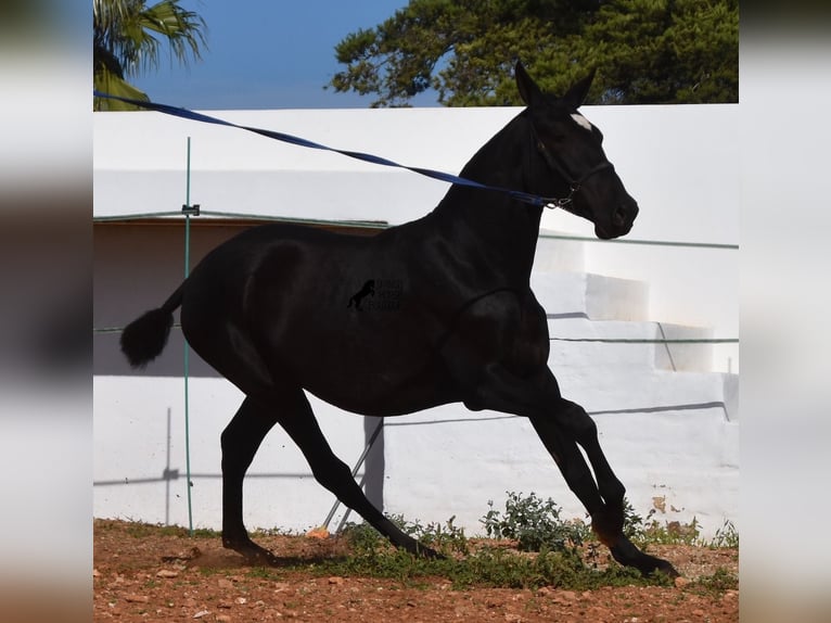 Andalou Jument 2 Ans 165 cm Noir in Menorca