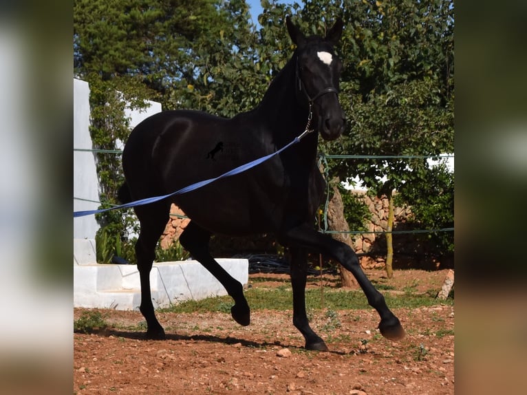 Andalou Jument 2 Ans 165 cm Noir in Menorca