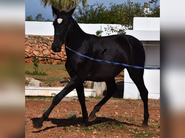 Andalou Jument 2 Ans 165 cm Noir in Menorca