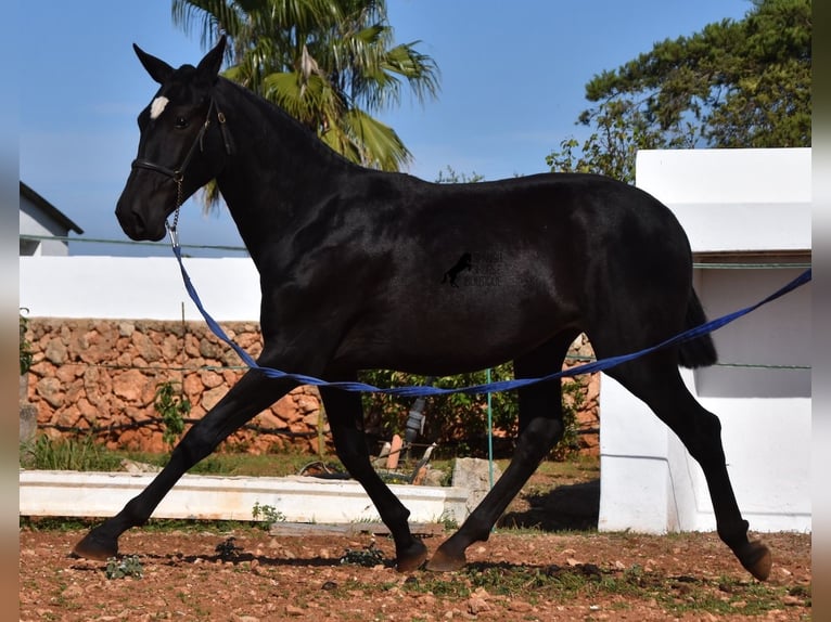 Andalou Jument 2 Ans 165 cm Noir in Menorca