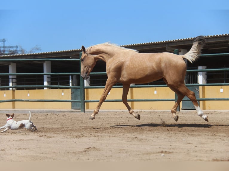 Andalou Jument 2 Ans 166 cm Palomino in Hamburg Allermöhe