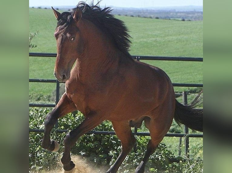 Andalou Jument 2 Ans 168 cm Bai cerise in Valencia