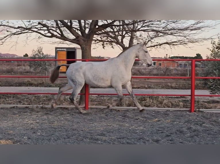 Andalou Jument 2 Ans 168 cm Bai cerise in Valencia