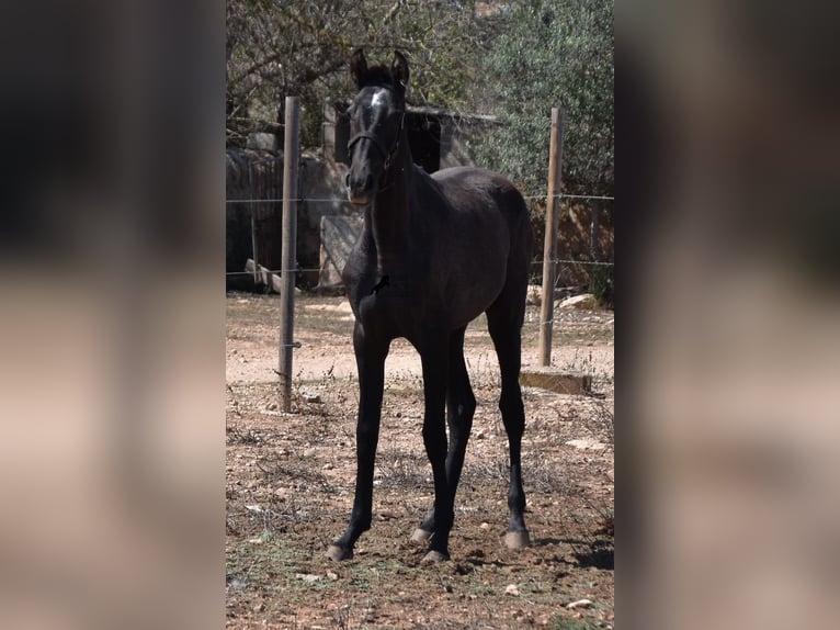 Andalou Jument 2 Ans Gris in Mallorca