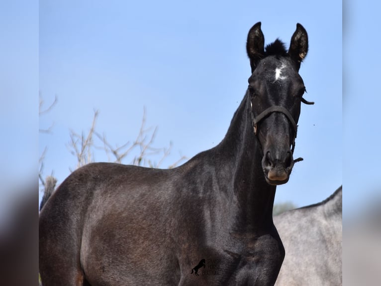 Andalou Jument 2 Ans Gris in Mallorca