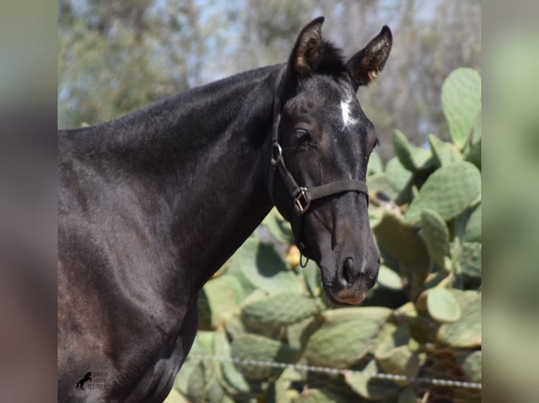 Andalou Jument 2 Ans Gris in Mallorca