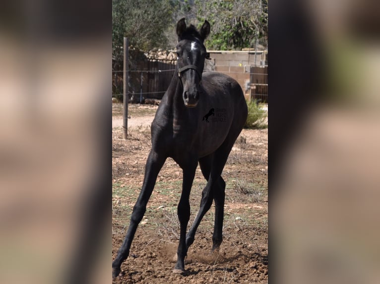 Andalou Jument 2 Ans Gris in Mallorca