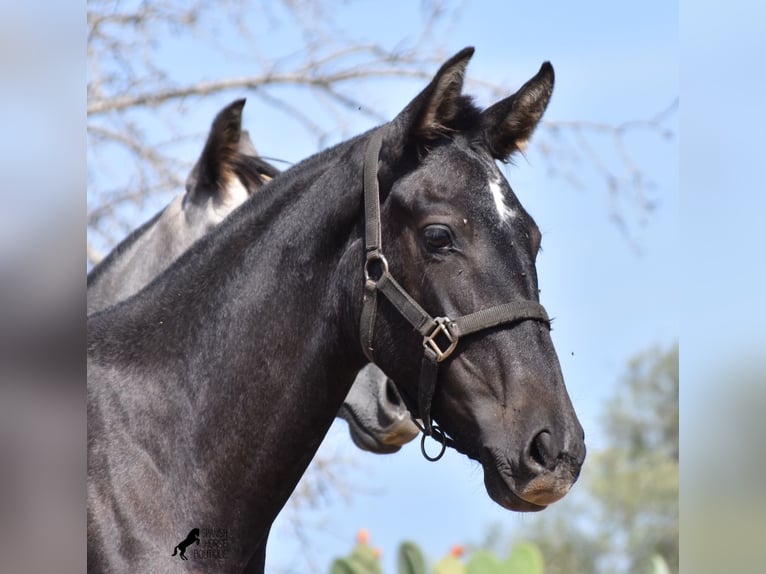 Andalou Jument 2 Ans Gris in Mallorca