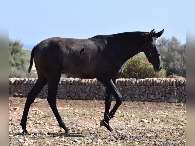 Andalou Jument 2 Ans Gris in Mallorca