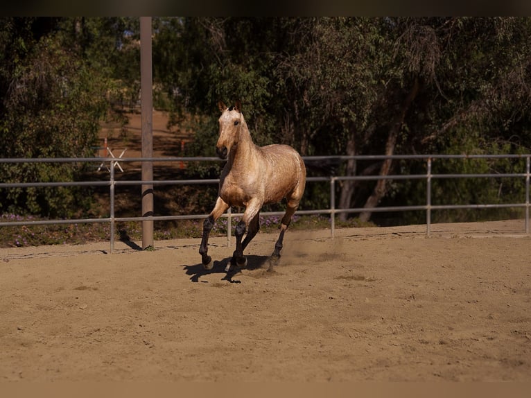 Andalou Jument 2 Ans Gris in Norco
