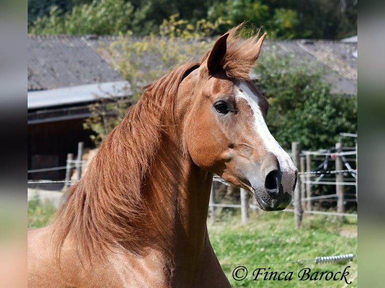 Andalou Jument 3 Ans 153 cm Alezan in Wiebelseheim