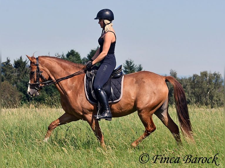 Andalou Jument 3 Ans 153 cm Alezan in Wiebelseheim