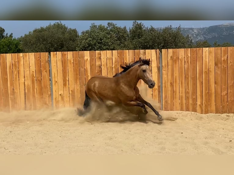 Andalou Jument 3 Ans 154 cm Buckskin in Zerf