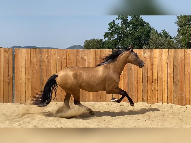 Andalou Jument 3 Ans 154 cm Buckskin in Zerf