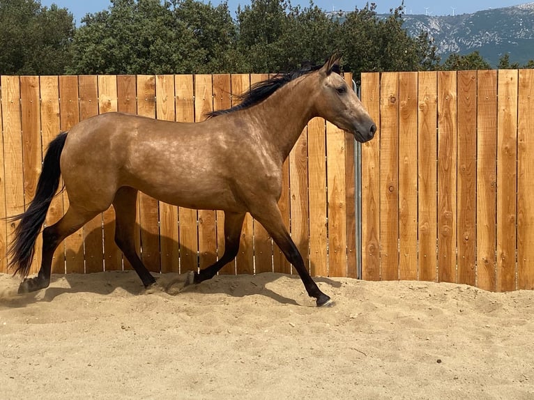 Andalou Jument 3 Ans 154 cm Buckskin in Zerf