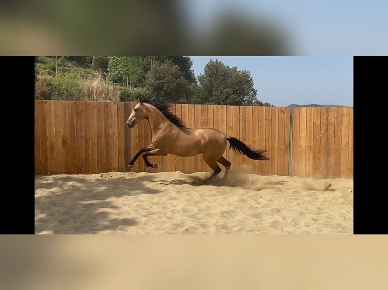 Andalou Jument 3 Ans 154 cm Buckskin in Zerf