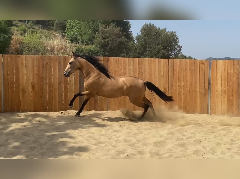 Andalou Jument 3 Ans 154 cm Buckskin in Zerf