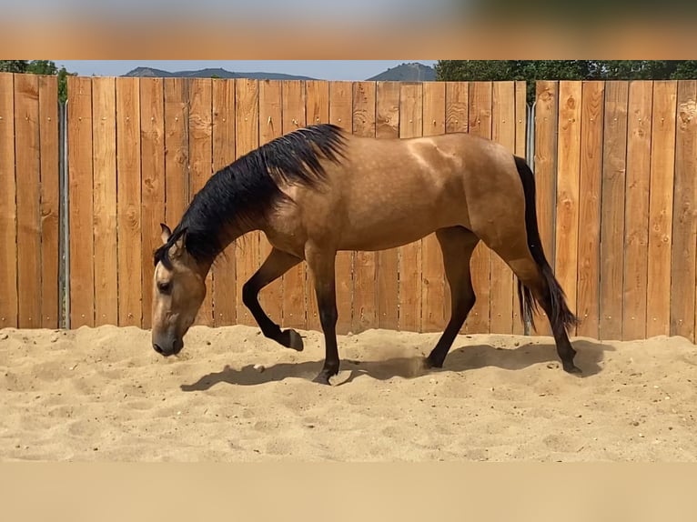 Andalou Jument 3 Ans 154 cm Buckskin in Zerf