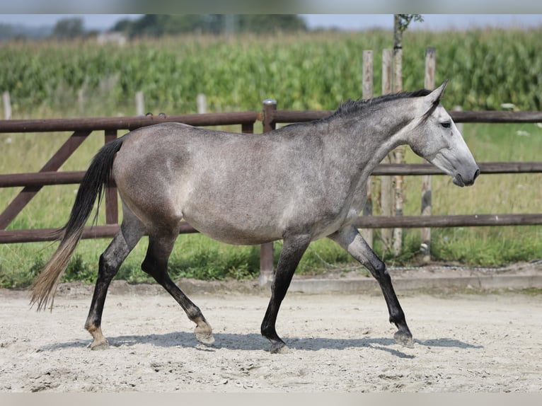 Andalou Jument 3 Ans 155 cm Gris in BissendorfBissendorf