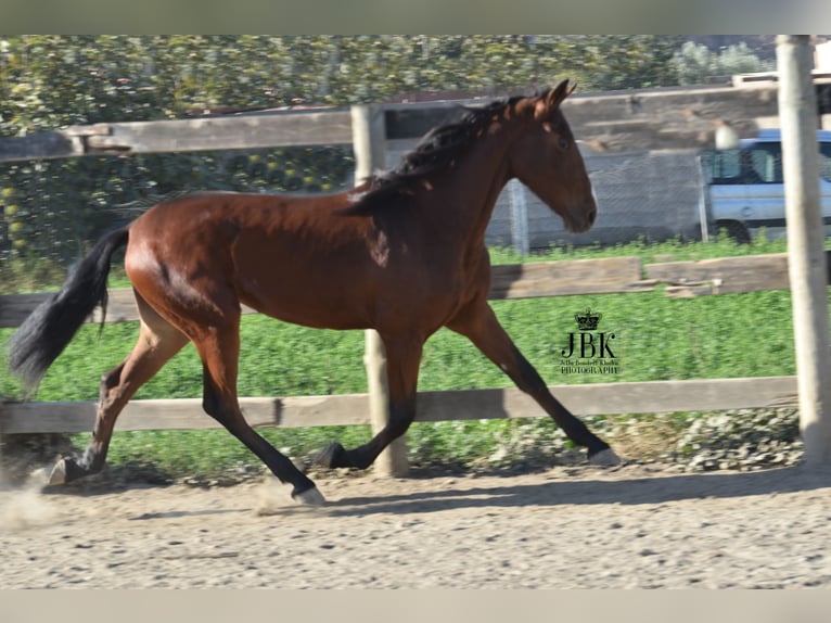 Andalou Jument 3 Ans 157 cm Bai in Tabernas Almeria