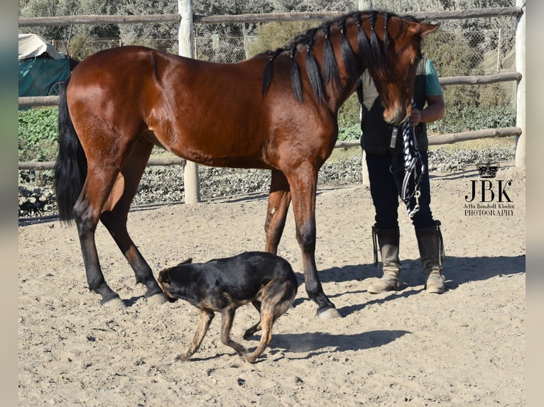 Andalou Jument 3 Ans 157 cm Bai in Tabernas Almeria