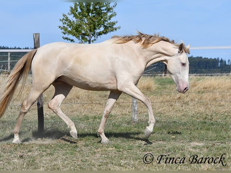 Andalou Jument 3 Ans 157 cm Perle in Wiebelsheim