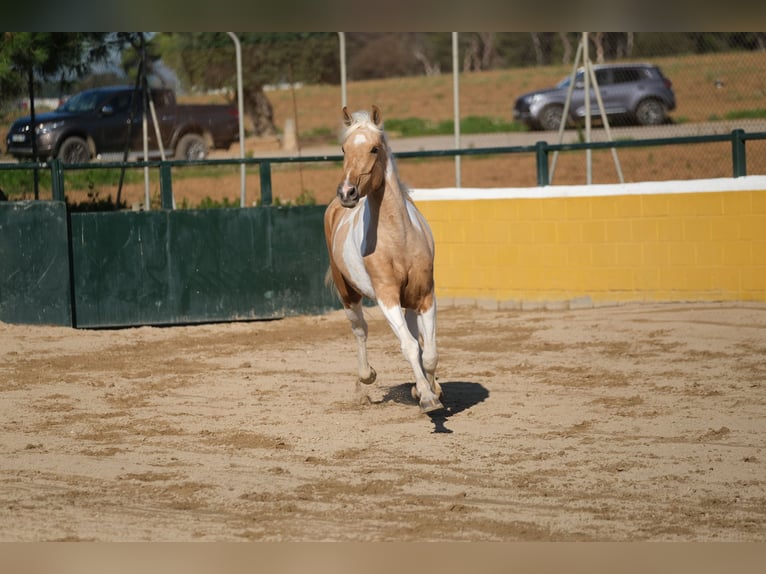 Andalou Jument 3 Ans 157 cm Pinto in Hamburg