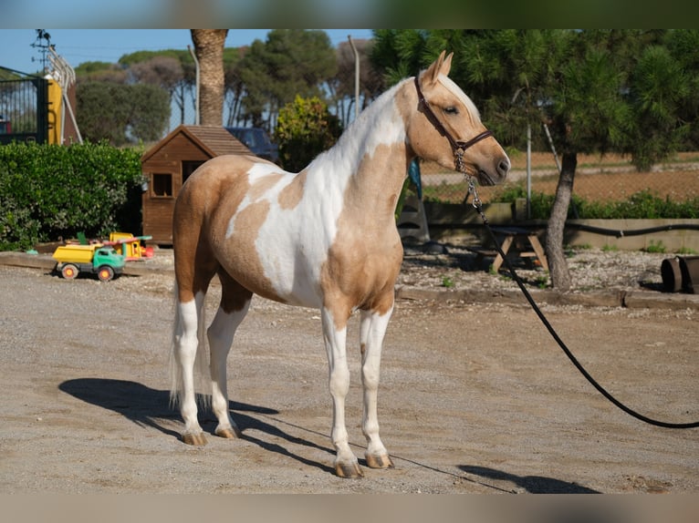 Andalou Jument 3 Ans 157 cm Pinto in Hamburg