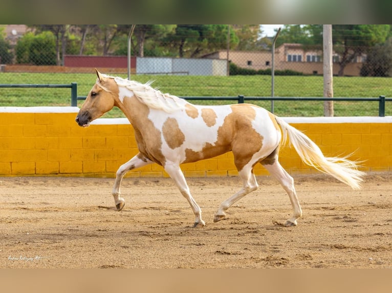 Andalou Jument 3 Ans 157 cm Pinto in Hamburg