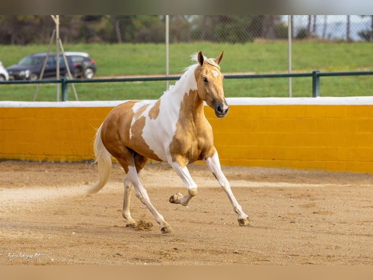 Andalou Jument 3 Ans 157 cm Pinto in Hamburg