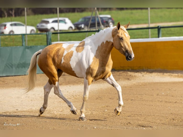 Andalou Jument 3 Ans 157 cm Pinto in Hamburg