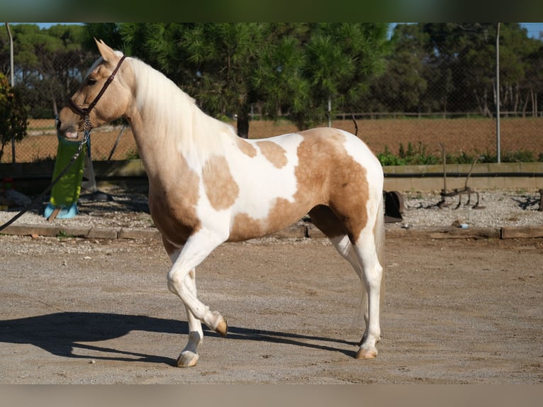 Andalou Jument 3 Ans 157 cm Pinto in Hamburg