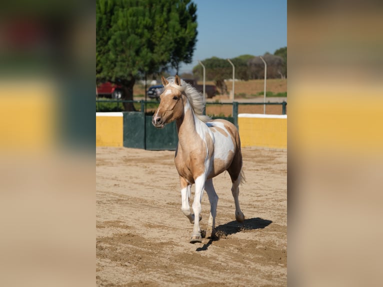 Andalou Jument 3 Ans 157 cm Pinto in Hamburg