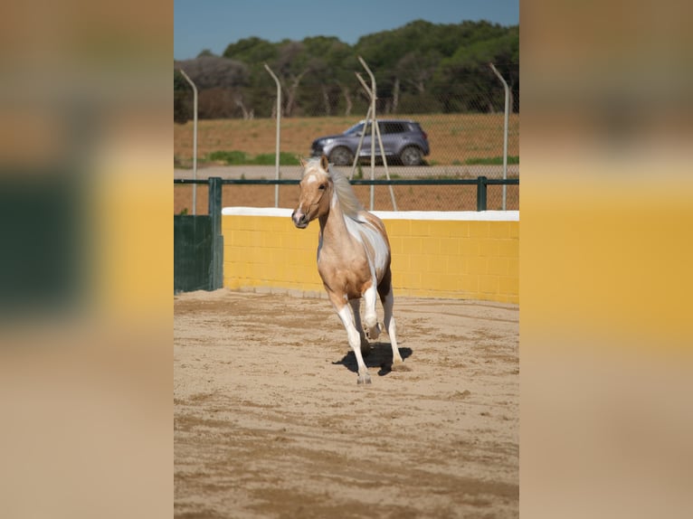 Andalou Jument 3 Ans 157 cm Pinto in Hamburg