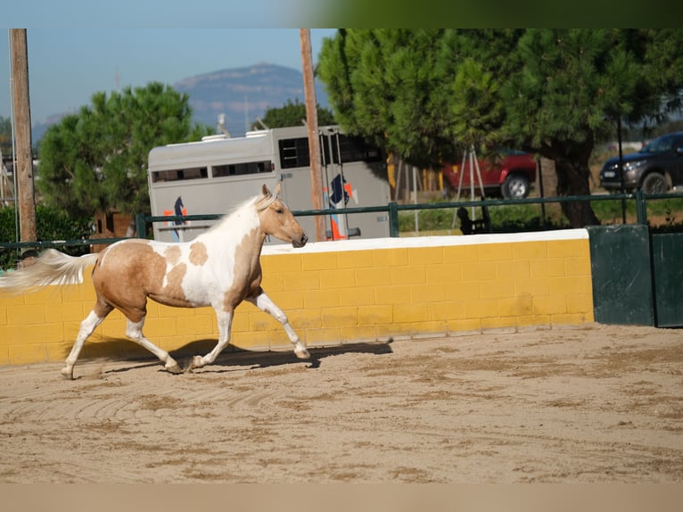 Andalou Jument 3 Ans 157 cm Pinto in Hamburg