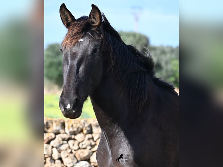 Andalou Jument 3 Ans 158 cm Noir in Menorca