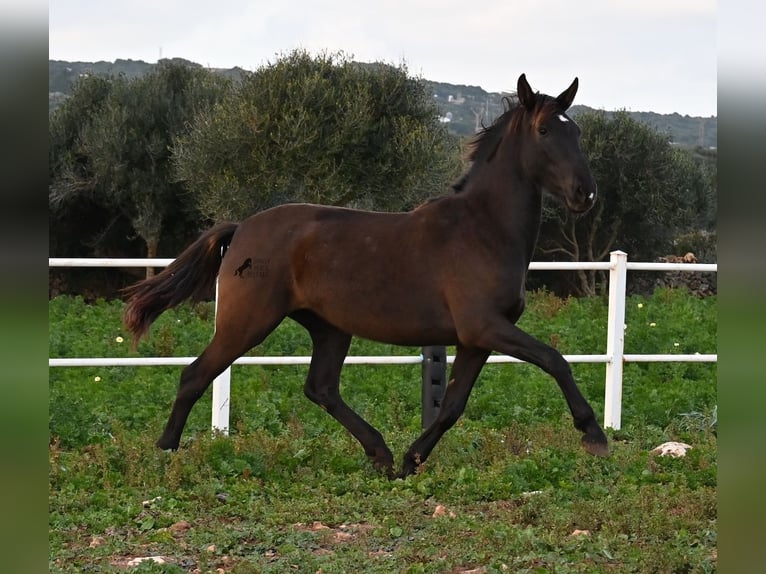 Andalou Jument 3 Ans 158 cm Noir in Menorca