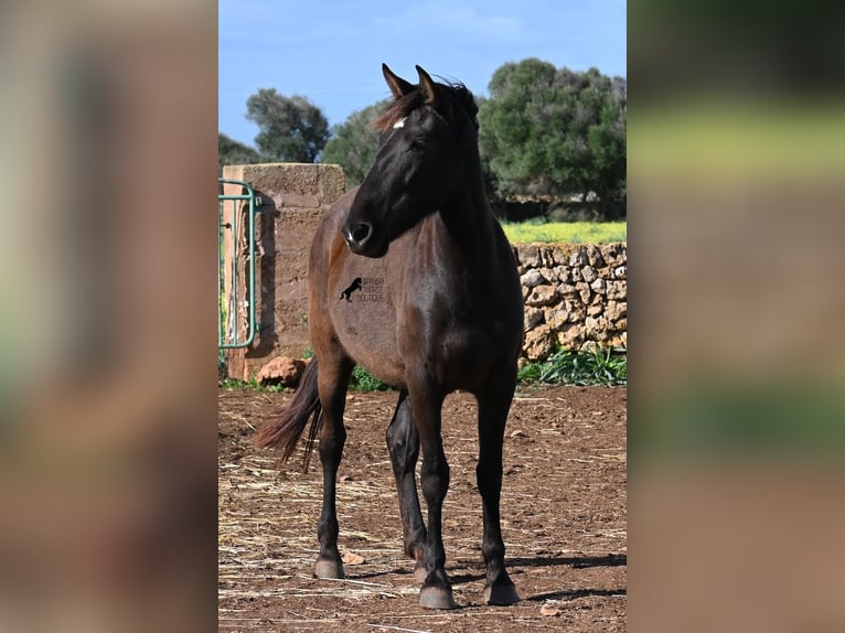 Andalou Jument 3 Ans 158 cm Noir in Menorca