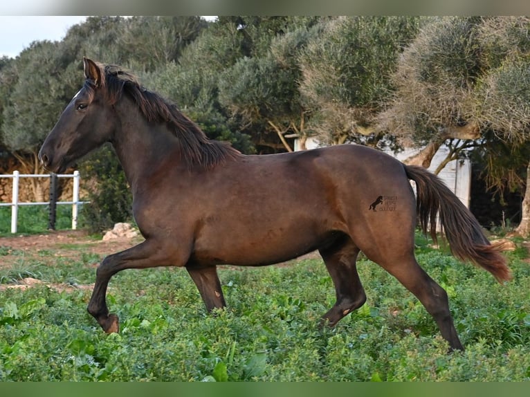 Andalou Jument 3 Ans 158 cm Noir in Menorca