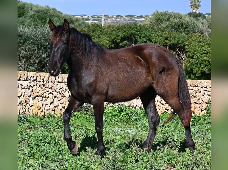 Andalou Jument 3 Ans 158 cm Noir in Menorca