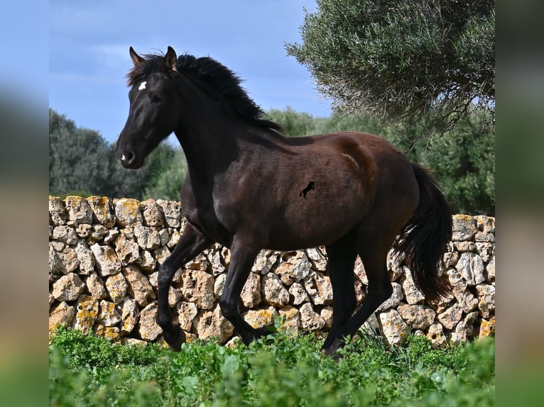 Andalou Jument 3 Ans 158 cm Noir in Menorca