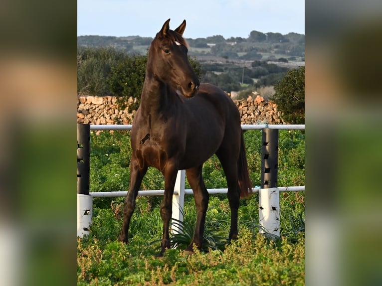 Andalou Jument 3 Ans 158 cm Noir in Menorca