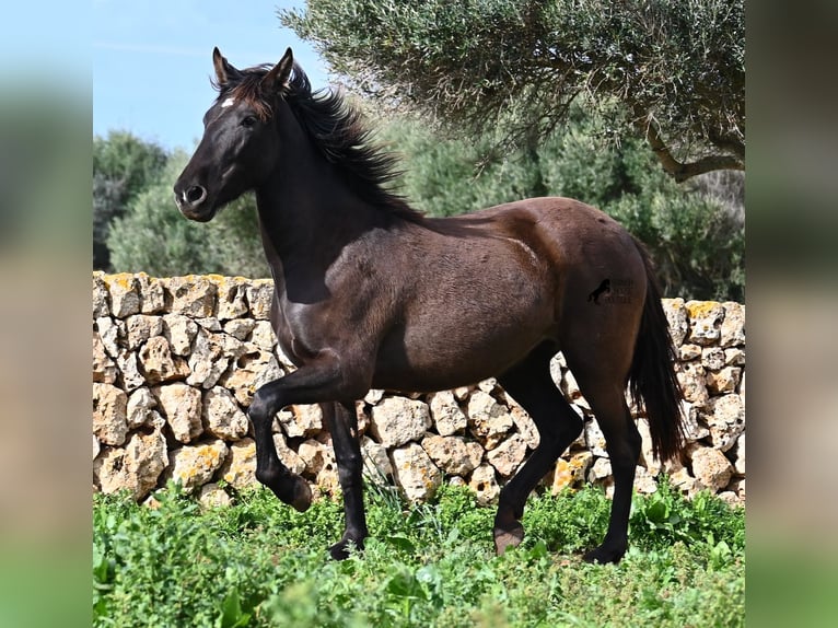 Andalou Jument 3 Ans 158 cm Noir in Menorca