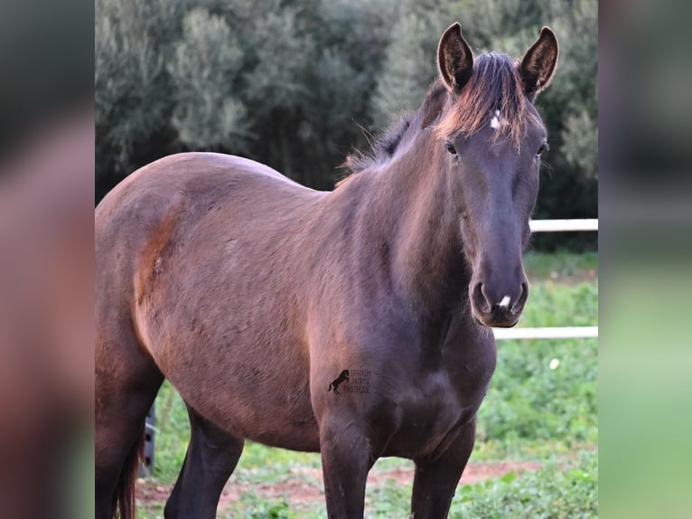 Andalou Jument 3 Ans 158 cm Noir in Menorca